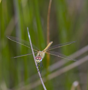 Sympetrum fonscolombii (Libellulidae)  - Sympétrum de Fonscolombe - Red-veined Darter Nord [France] 29/06/2008Femelle, avec la partie basse des yeux bleue bien caract?ristique