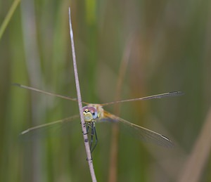 Sympetrum fonscolombii (Libellulidae)  - Sympétrum de Fonscolombe - Red-veined Darter Nord [France] 29/06/2008