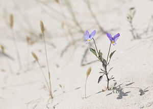 Viola tricolor subsp. curtisii Violette de Curtis, Pensée de Curtis