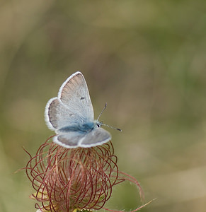 Agriades glandon (Lycaenidae)  - Azuré des Soldanelles, Argus gris-bleu  [Andorre] 17/07/2008 - 2400m