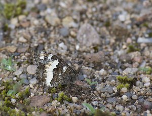 Brintesia circe (Nymphalidae)  - Silène, Circé Allier [France] 07/07/2008 - 200m