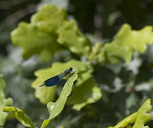 Calopteryx splendens (Calopterygidae)  - Caloptéryx éclatant - Banded Demoiselle Allier [France] 07/07/2008 - 200m