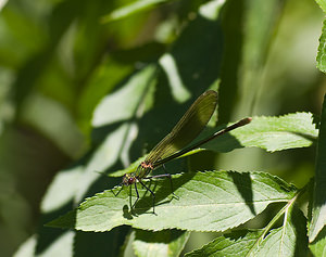 Calopteryx virgo (Calopterygidae)  - Caloptéryx vierge - Beautiful Damselfly Tarn-et-Garonne [France] 18/07/2008 - 100m