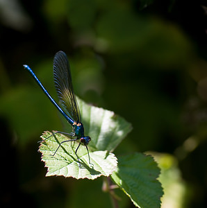 Calopteryx virgo (Calopterygidae)  - Caloptéryx vierge - Beautiful Damselfly Tarn-et-Garonne [France] 18/07/2008 - 100m