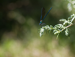 Calopteryx virgo (Calopterygidae)  - Caloptéryx vierge - Beautiful Damselfly Tarn-et-Garonne [France] 18/07/2008 - 100m