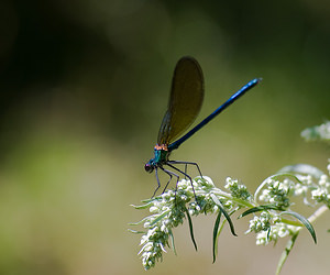 Calopteryx virgo (Calopterygidae)  - Caloptéryx vierge - Beautiful Damselfly Tarn-et-Garonne [France] 18/07/2008 - 100m