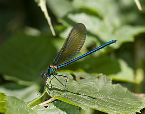 Calopteryx virgo (Calopterygidae)  - Caloptéryx vierge - Beautiful Damselfly Tarn-et-Garonne [France] 18/07/2008 - 100m