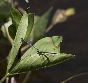 Coenagrion puella (Coenagrionidae)  - Agrion jouvencelle - Azure Damselfly Ariege [France] 09/07/2008 - 1320mavec la femelle 