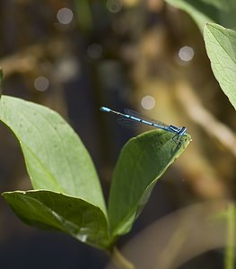 Coenagrion puella (Coenagrionidae)  - Agrion jouvencelle - Azure Damselfly Ariege [France] 09/07/2008 - 1320m