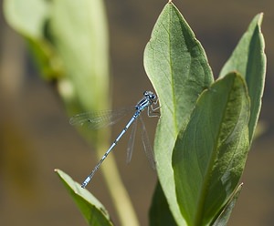 Coenagrion puella (Coenagrionidae)  - Agrion jouvencelle - Azure Damselfly Ariege [France] 09/07/2008 - 1320m