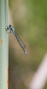 Coenagrion puella (Coenagrionidae)  - Agrion jouvencelle - Azure Damselfly Haute-Ribagorce [Espagne] 15/07/2008 - 1090m