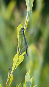 Coenagrion puella (Coenagrionidae)  - Agrion jouvencelle - Azure Damselfly Haute-Ribagorce [Espagne] 15/07/2008 - 1090mfemelle, forme 