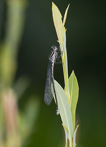 Coenagrion puella (Coenagrionidae)  - Agrion jouvencelle - Azure Damselfly Haute-Ribagorce [Espagne] 15/07/2008 - 1090mfemelle, forme 