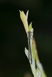 Coenagrion puella (Coenagrionidae)  - Agrion jouvencelle - Azure Damselfly Haute-Ribagorce [Espagne] 15/07/2008 - 1090mfemelle, forme 