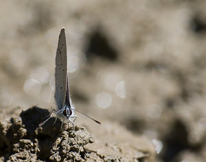 Cupido alcetas (Lycaenidae)  - Azuré de la Faucille, Argus rase-queue, Azuré frêle - Small Blue Haute-Ribagorce [Espagne] 15/07/2008 - 980m