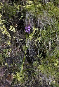 Dactylorhiza maculata (Orchidaceae)  - Dactylorhize maculé, Orchis tacheté, Orchis maculé - Heath Spotted-orchid Ariege [France] 08/07/2008 - 1590m