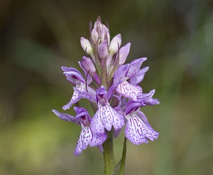 Dactylorhiza maculata (Orchidaceae)  - Dactylorhize maculé, Orchis tacheté, Orchis maculé - Heath Spotted-orchid Ariege [France] 08/07/2008 - 1590m