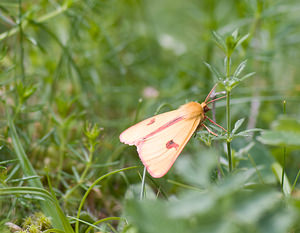 Diacrisia sannio (Erebidae)  - Bordure ensanglantée, Roussette - Clouded Buff Hautes-Pyrenees [France] 13/07/2008 - 1650m