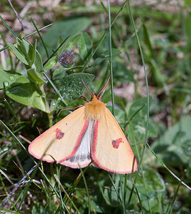 Diacrisia sannio (Erebidae)  - Bordure ensanglantée, Roussette - Clouded Buff Hautes-Pyrenees [France] 13/07/2008 - 1650m