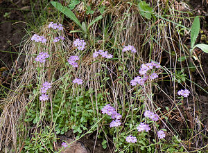 Erinus alpinus (Plantaginaceae)  - Érine des Alpes, Mandeline des Alpes - Fairy Foxglove Hautes-Pyrenees [France] 13/07/2008 - 1710m