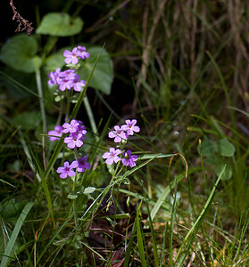 Erinus alpinus (Plantaginaceae)  - Érine des Alpes, Mandeline des Alpes - Fairy Foxglove Hautes-Pyrenees [France] 13/07/2008 - 1690m