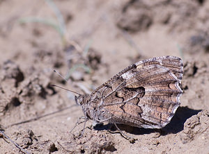 Hipparchia semele (Nymphalidae)  - Agreste - Grayling [butterfly] Sobrarbe [Espagne] 14/07/2008 - 860m