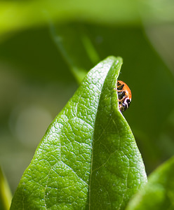 Hippodamia variegata (Coccinellidae)  - Coccinelle des friches - Adonis' Ladybird Sobrarbe [Espagne] 14/07/2008 - 870m