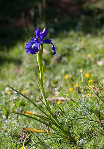 Iris latifolia (Iridaceae)  - Iris à feuilles larges, Iris xiphioïde - English Iris Sobrarbe [Espagne] 14/07/2008 - 1640m