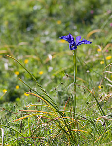 Iris latifolia (Iridaceae)  - Iris à feuilles larges, Iris xiphioïde - English Iris Sobrarbe [Espagne] 14/07/2008 - 1640m