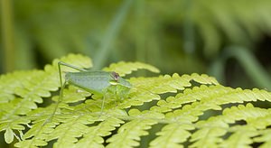 Leptophyes punctatissima (Tettigoniidae)  - Leptophye ponctuée, Sauterelle ponctuée, Barbitiste trèsponctué - Speckled Bush Cricket Ariege [France] 08/07/2008 - 940m