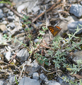 Lycaena phlaeas (Lycaenidae)  - Cuivré commun, Argus bronzé, Bronzé - Small Copper Sobrarbe [Espagne] 13/07/2008 - 610m