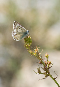 Lysandra hispana (Lycaenidae)  - Bleu-nacré d'Espagne Sobrarbe [Espagne] 13/07/2008 - 610m