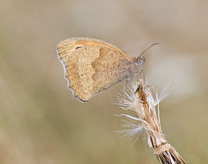 Maniola jurtina (Nymphalidae)  - Myrtil, Myrtile, Jurtine, Janire - Meadow Brown Haute-Vienne [France] 18/07/2008 - 600m