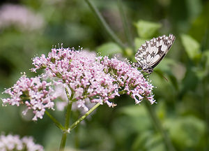 Melanargia galathea (Nymphalidae)  - Demi-Deuil, Échiquier, Échiquier commun, Arge galathée Ariege [France] 10/07/2008 - 830m