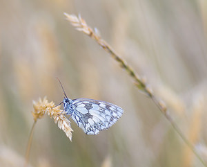 Melanargia galathea (Nymphalidae)  - Demi-Deuil, Échiquier, Échiquier commun, Arge galathée Haute-Vienne [France] 18/07/2008 - 600m