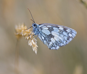 Melanargia galathea (Nymphalidae)  - Demi-Deuil, Échiquier, Échiquier commun, Arge galathée Haute-Vienne [France] 18/07/2008 - 600m