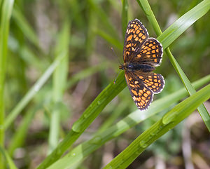 Melitaea athalia (Nymphalidae)  - Mélitée du Mélampyre, Damier Athalie - Heath Fritillary Hautes-Pyrenees [France] 13/07/2008 - 1640m