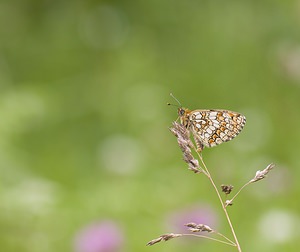 Melitaea deione (Nymphalidae)  - Mélitée des Linaires Ariege [France] 08/07/2008 - 940m