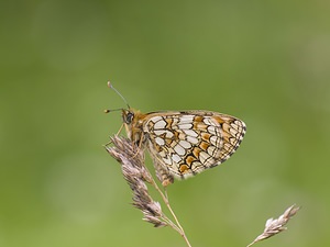 Melitaea deione (Nymphalidae)  - Mélitée des Linaires Ariege [France] 08/07/2008 - 940m