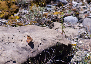 Melitaea phoebe (Nymphalidae)  - Mélitée des Centaurées, Grand Damier Sobrarbe [Espagne] 14/07/2008 - 870m