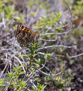 Melitaea phoebe (Nymphalidae)  - Mélitée des Centaurées, Grand Damier Sobrarbe [Espagne] 14/07/2008 - 860m