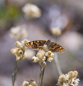 Melitaea phoebe (Nymphalidae)  - Mélitée des Centaurées, Grand Damier Sobrarbe [Espagne] 14/07/2008 - 860m