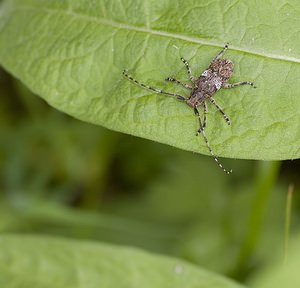 Mesosa nebulosa (Cerambycidae)  - Lamie écorce de chêne, Mésose nébuleuse Ariege [France] 08/07/2008 - 940m