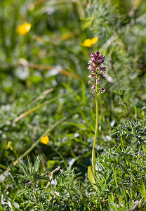 Neotinea ustulata (Orchidaceae)  - Néotinée brûlée, Orchis brûlé - Burnt Orchid Sobrarbe [Espagne] 14/07/2008 - 1640m