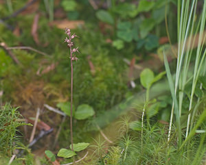 Neottia cordata (Orchidaceae)  - Néottie cordée, Listère à feuilles cordées, Listère à feuilles en coeur, Listère cordée - Lesser Twayblade Haute-Garonne [France] 11/07/2008 - 1420m