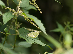 Pieris napi (Pieridae)  - Piéride du Navet, Papillon blanc veiné de vert - Green-veined White Ariege [France] 10/07/2008 - 830m