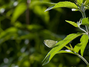 Pieris napi (Pieridae)  - Piéride du Navet, Papillon blanc veiné de vert - Green-veined White Ariege [France] 10/07/2008 - 830m