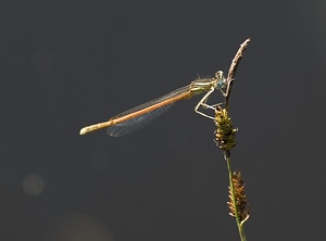 Platycnemis acutipennis (Platycnemididae)  - Agrion orangé Ariege [France] 09/07/2008 - 1300m