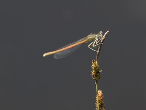 Platycnemis acutipennis (Platycnemididae)  - Agrion orangé Ariege [France] 09/07/2008 - 1300m