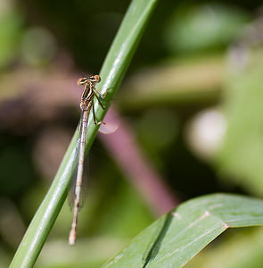 Platycnemis pennipes (Platycnemididae)  - Agrion à larges pattes, Pennipatte bleuâtre - White-legged Damselfly, Blue featherleg Tarn-et-Garonne [France] 18/07/2008 - 100m